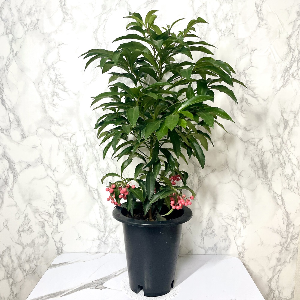 만냥금 만량금 키우는 방법 꽃 가지치기