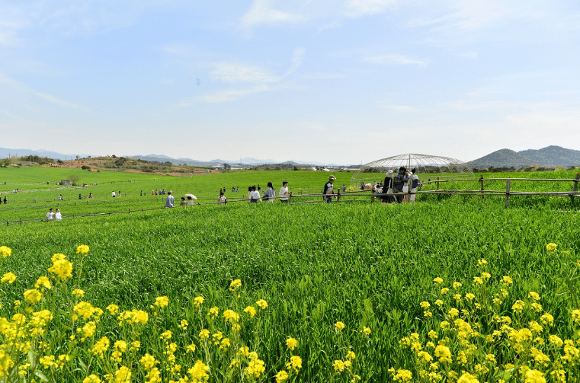 고창 청보리밭 축제