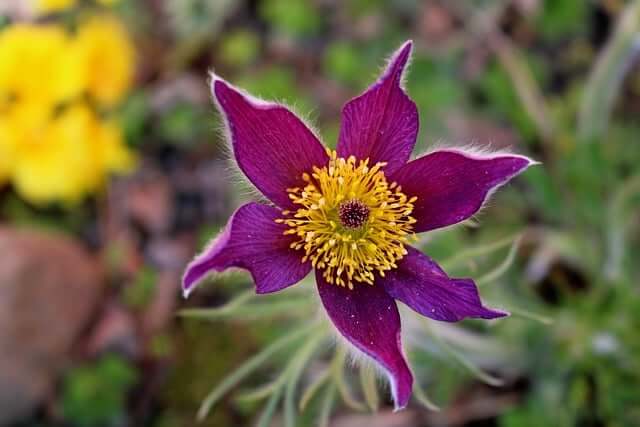 할미꽃-나오는-꿈-해몽