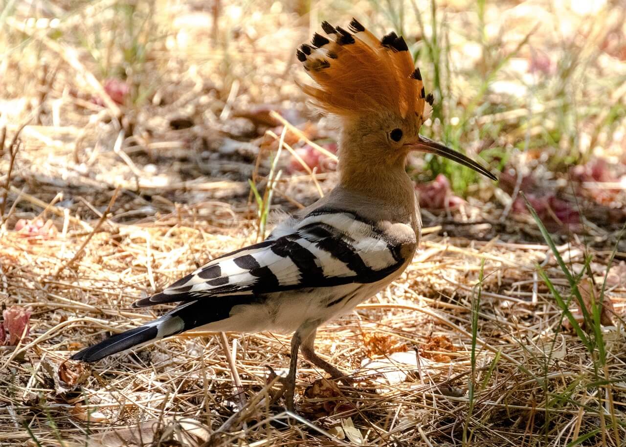 후투티의 다리 구조와 이동 방식의 특징