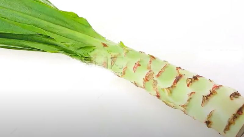궁채