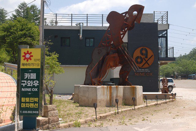 태백 해바라기축제