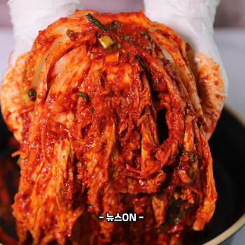 김치 곰팡이