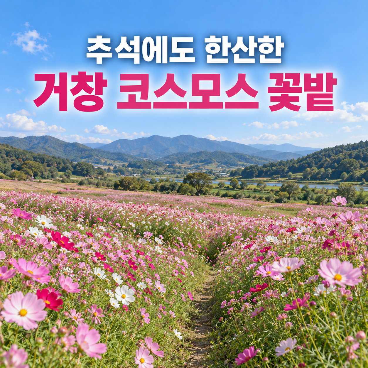 추석에도 한산한 거창 코스모스 꽃밭 추천｜감악산과 함께 가기 좋은 숨은 명소