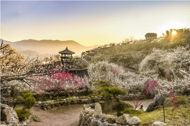 2025 광양 매화축제 기간 및 일정 총정리!