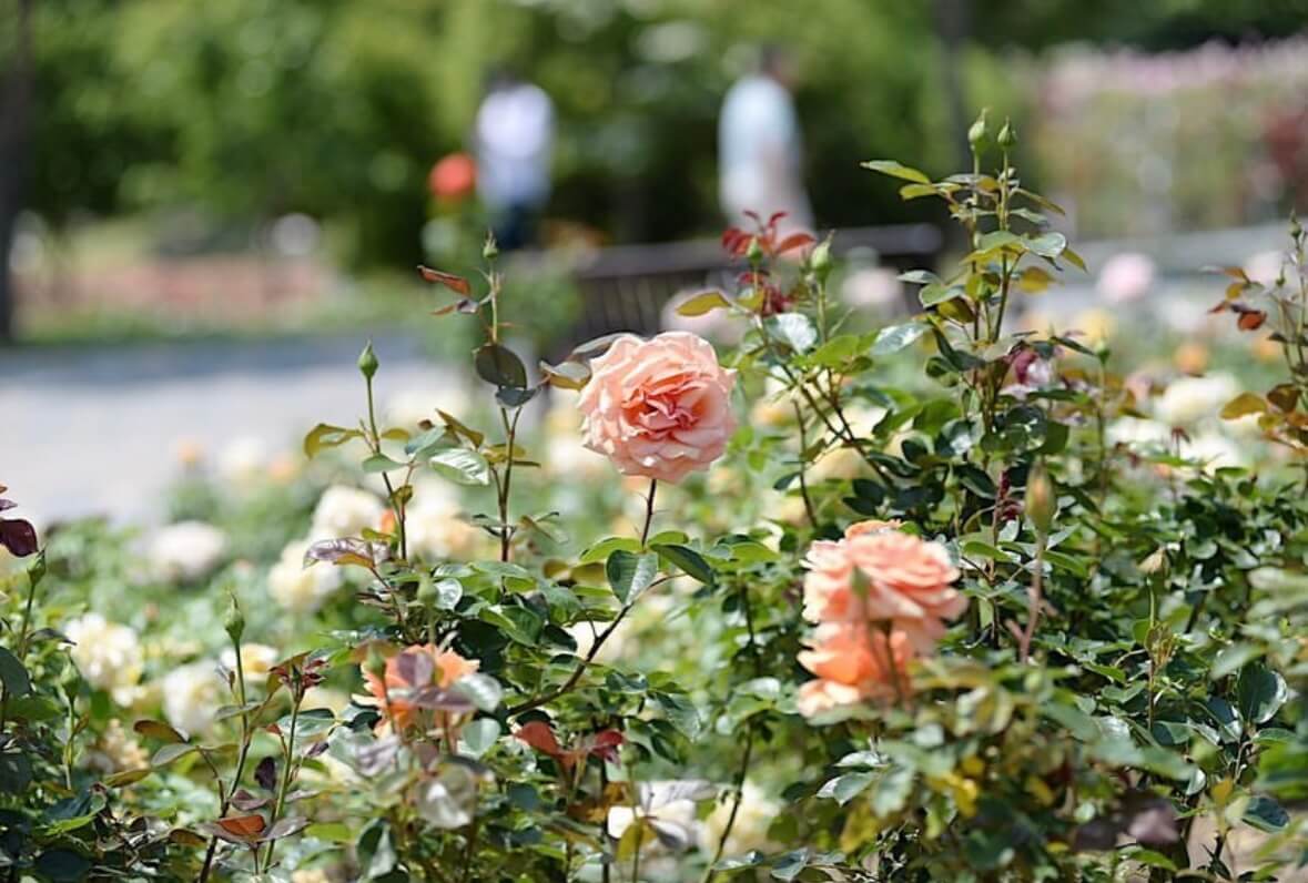 울산대공원 장미축제