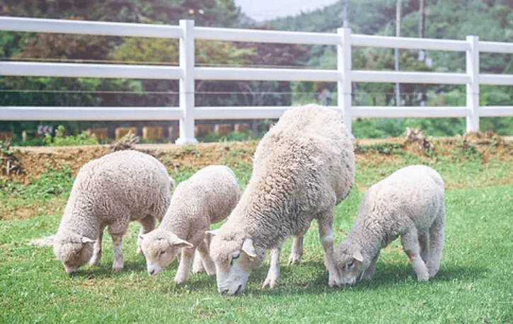 남해 독일마을 주변 볼거리