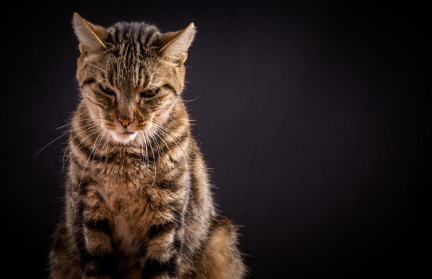 지각 과민의 고양이.