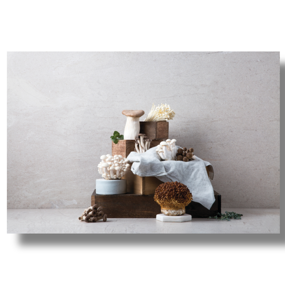 차가버섯과 관련된 사진입니다.