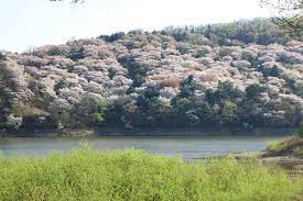 봄 나들이 벚꽃