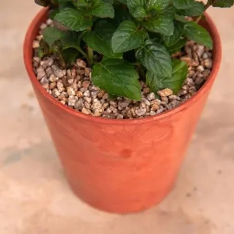 페퍼민트 키우기 물주기 삽목번식 햇빛관리 상쾌한 실내 허브_11