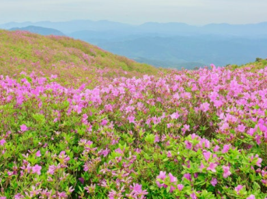 소백산 철쭉 개화시기