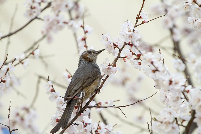 벚꽃 개화시기 2024