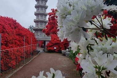 강진 서부해당화 봄꽃 축제
