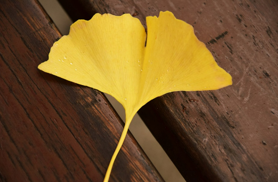 징코 빌로바 효능