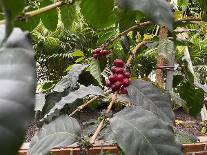 통영 가볼만한 곳 통영동백커피식물원