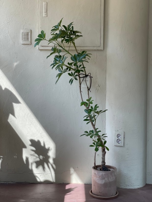 쉐프렐라 홍콩야자