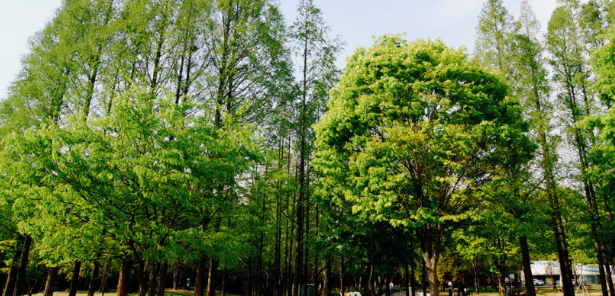 양재 시민의숲 산책로