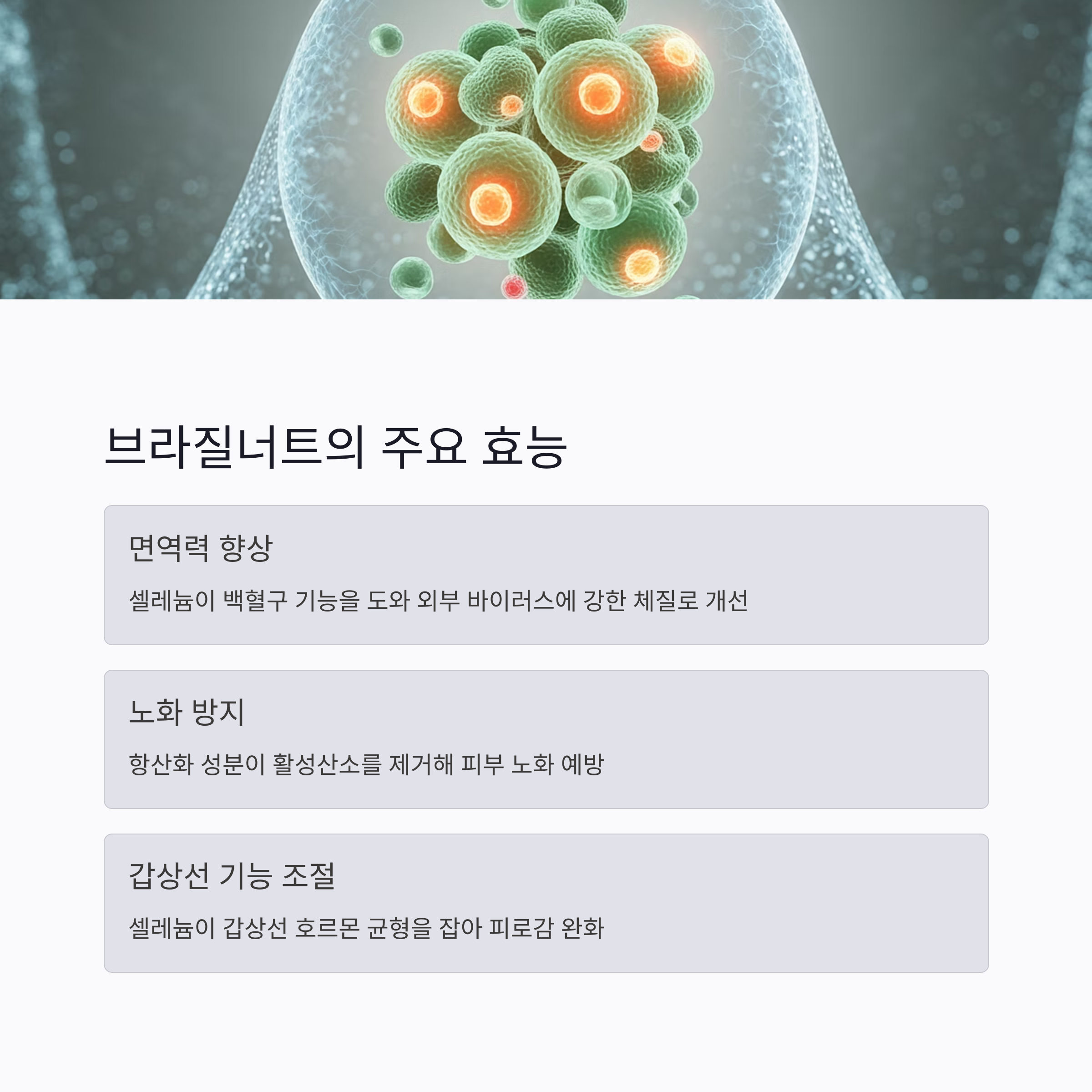 브라질너트-주요-효능