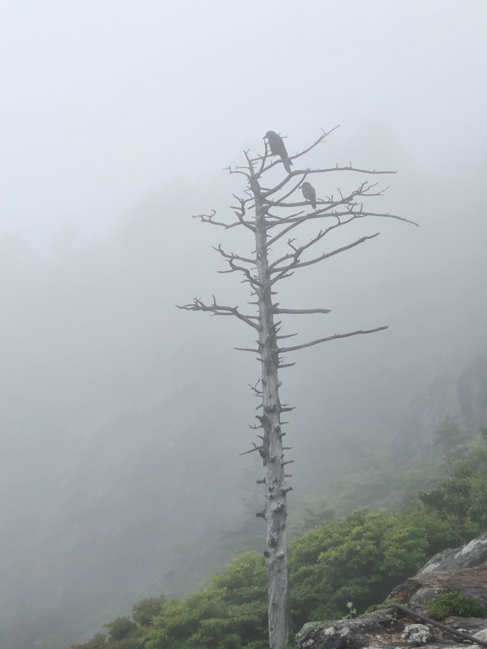 지리산 고사목