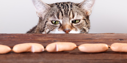 고양이