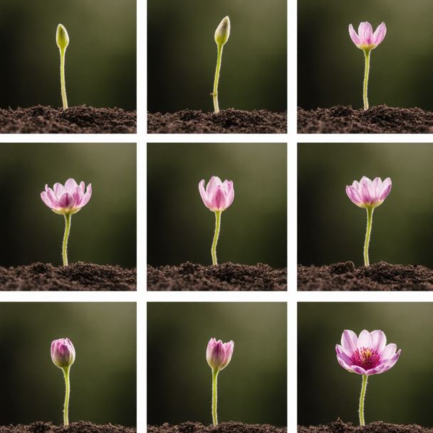 새싹이 자라나고 꽃이 피어나는 과정을 보여주는 연속 사진으로 점진적 변화와 개선, 희망과 회복을 상징 한다