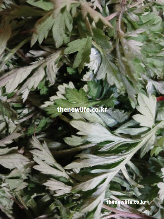 쑥 효능 먹는 방법
