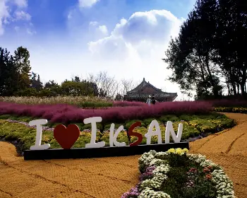 익산 천만송이 국화축제_3