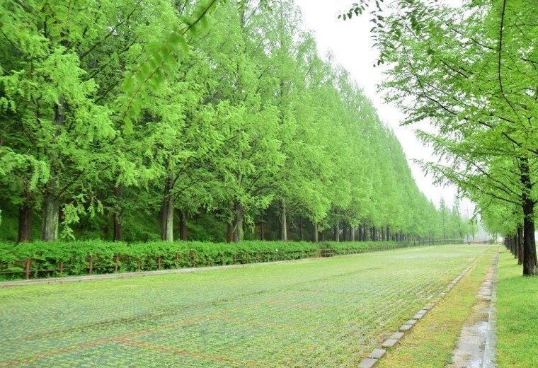 메타세콰이어 길(4)