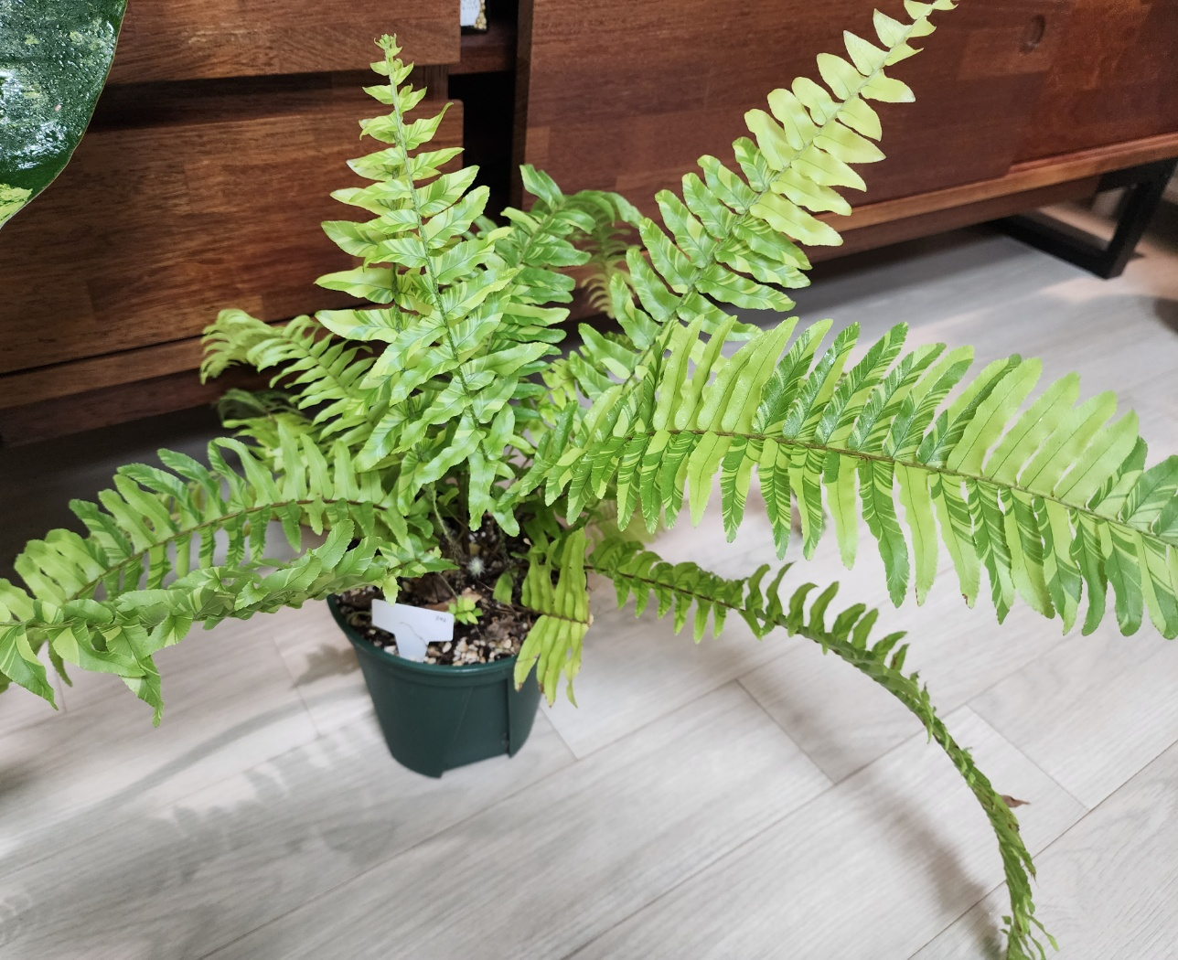 2023년12월의 무늬보스턴고사리