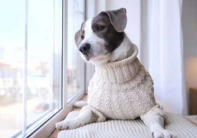 한숨을 쉬는 개