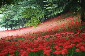 9월 꽃 축제 하는 곳