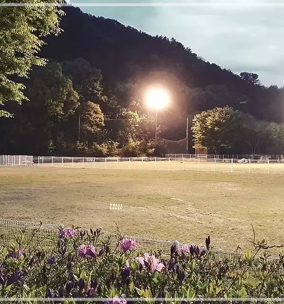 집-나가면-개호강-장소-팔레드-차밍-애견-동반-리조트