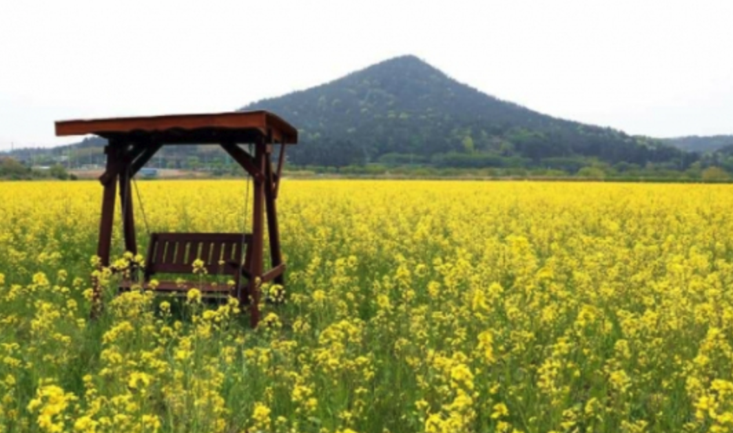고창-청보리밭-축제