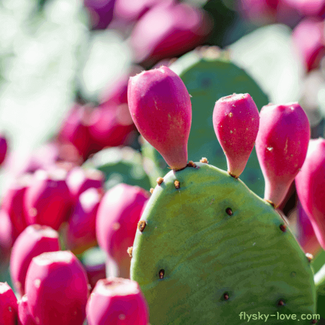 신비의 약초 천년초 효능