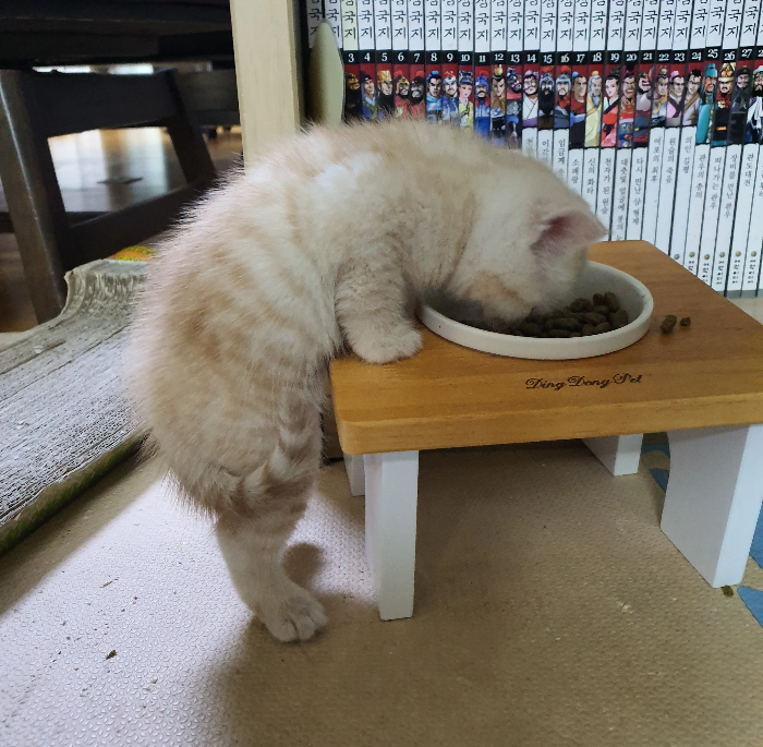 고양이 식기 선택 기준