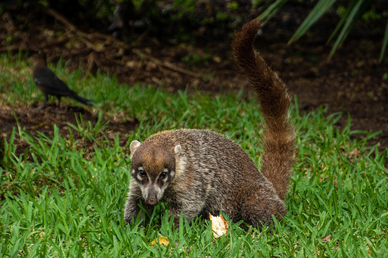 경계와 호기심의 눈빛으로 바라보는 코아티