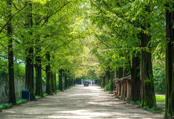 담양 메타세콰이어길 사진