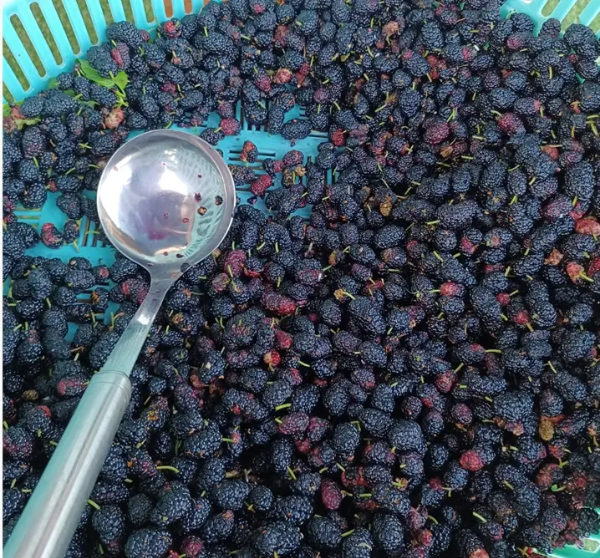 바구니-오디-국자