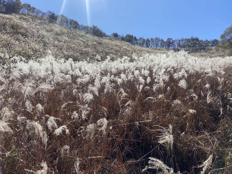 포천 명성산 등산코스 추천 억새꽃축제 방문후기. 주차장 정보