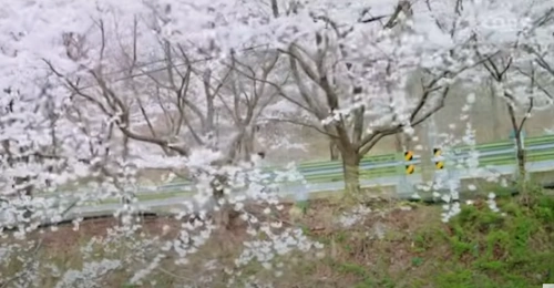 삼척 맹방 벚꽃길 추정