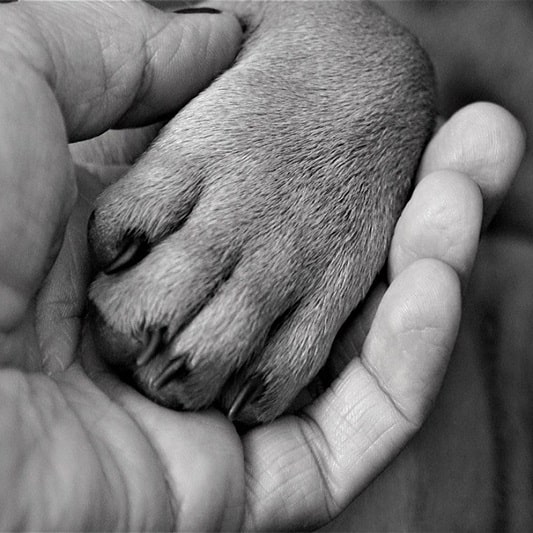 펫로스 증후군 극복