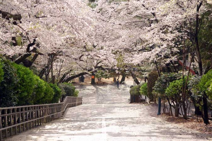 진해군항제 벗꽃축제 명소
