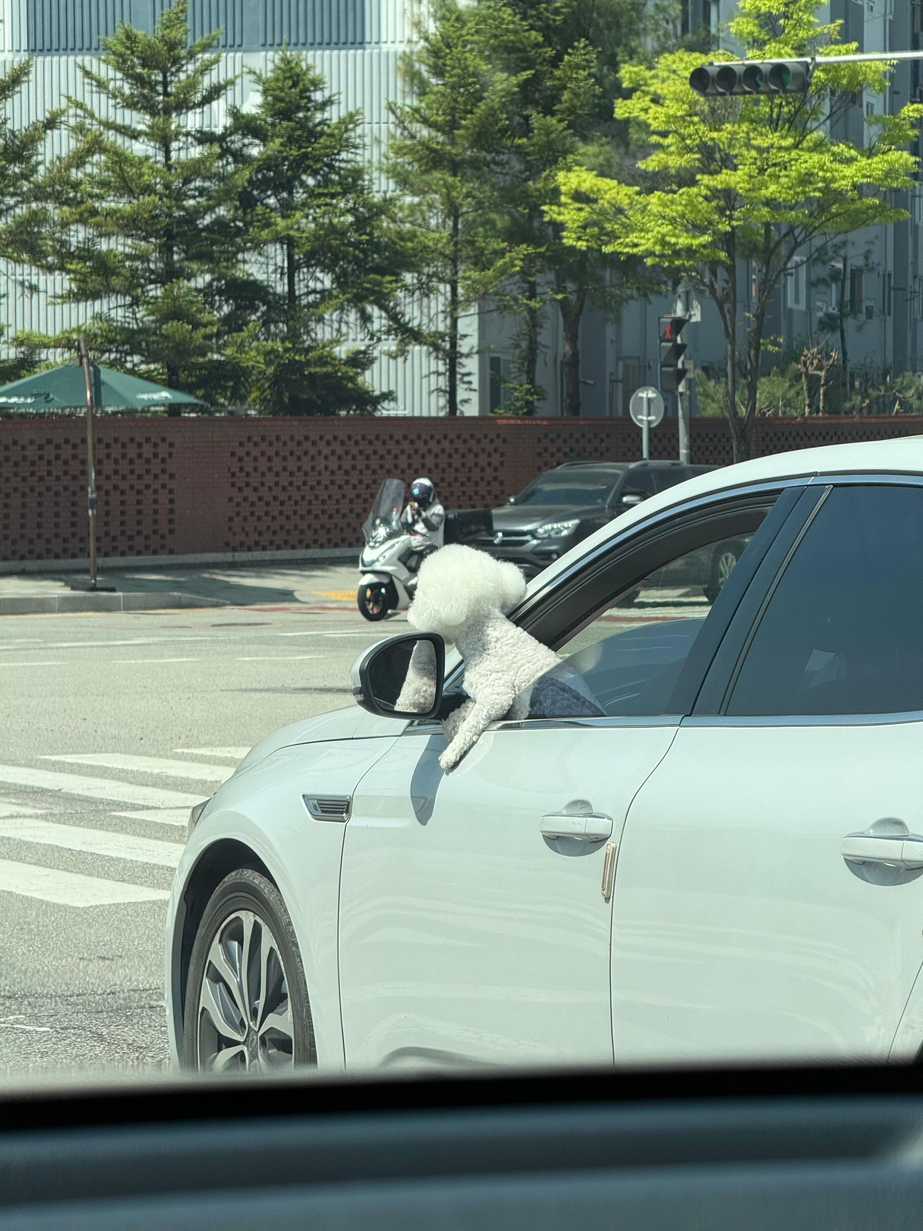 신호 대기 중 옆 차 창문 밖으로 얼굴 내민 강아지 사진