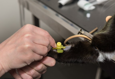 검사를 받는 고양이.