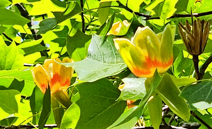 플라타너스나무꽃