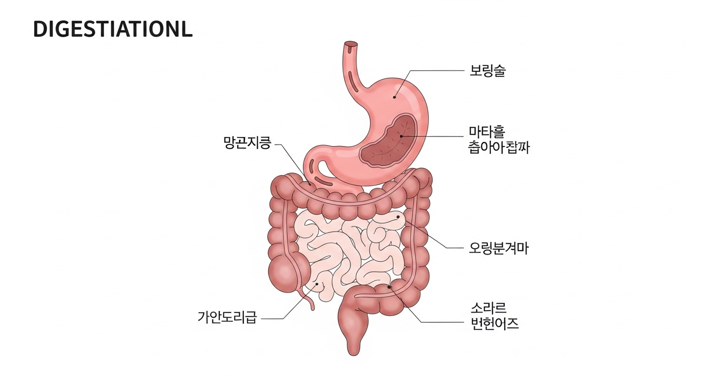 위와 장의 소화 과정을 보여주는 의료 이미지