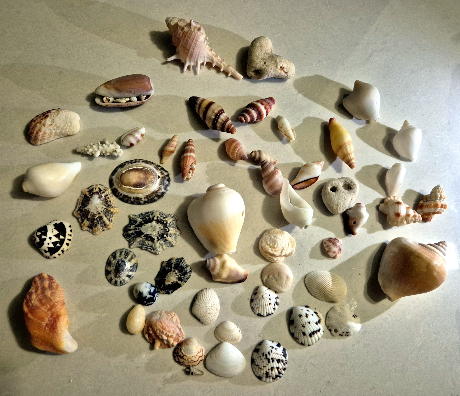 코타키나발루 해변에서 주운 조개와 소라들