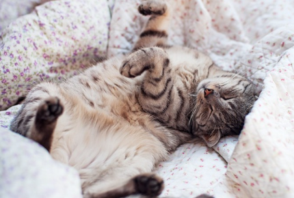 배를 내밀고 자는 고양이.