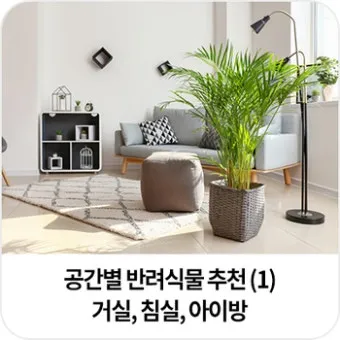 아이 있는 집 식물선택 가시없는종류 배치높이 관리 요령_3